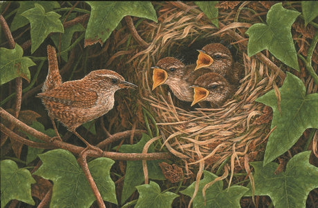 Bringing Up Baby Wrens: How I watched a hard working wren mum raise her chicks.