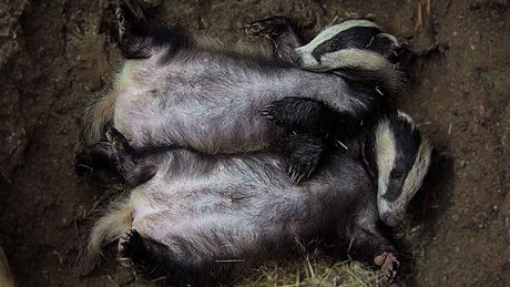 Film | Adorable badger cubs cuddling