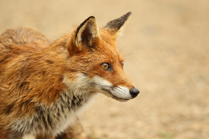 Wildlife Photo of the Week | Winter 2019 | The Best Of UK Wildlife In Pictures