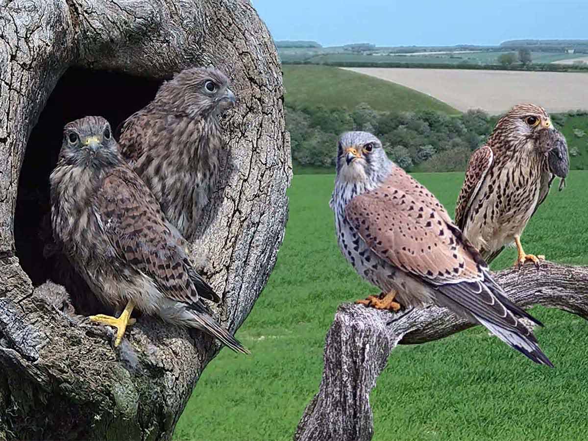 Kestrels of Fotherdale  | The survival story of a formidable falcon family