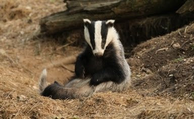 Badger Groom