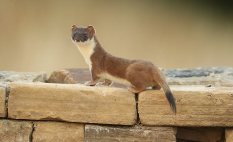 Stoat camera stories 2020 | the Fotherdale stoats