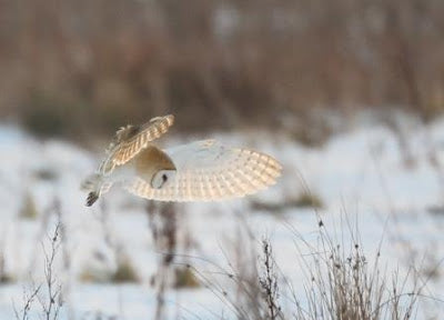 Winter Wipe-Out of Barn Owls