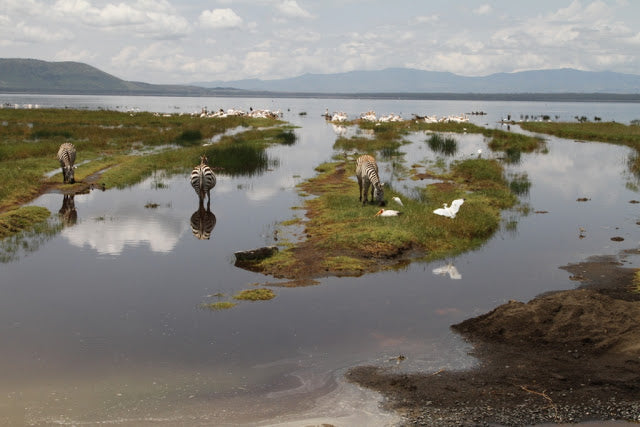 Lake Nakuru