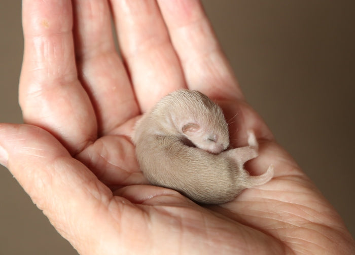 An adorable rescue weasel named Twiz