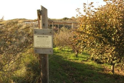 Sparrowhawk trap