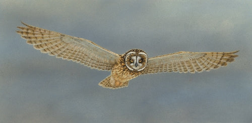 Bumper year for rare short eared owls