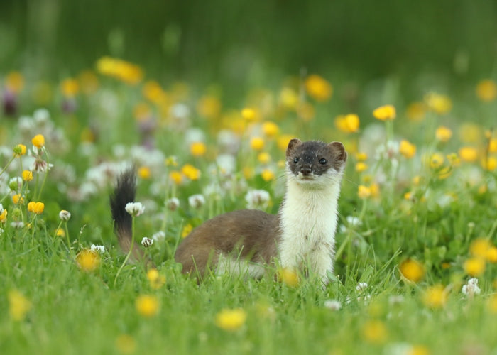 Weasels and Stoats: Much Maligned in History