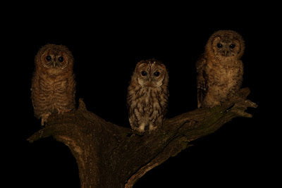 Tawny Owl's Visit