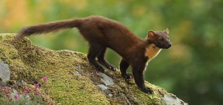 Tracking down elusive pine martens for a new painting