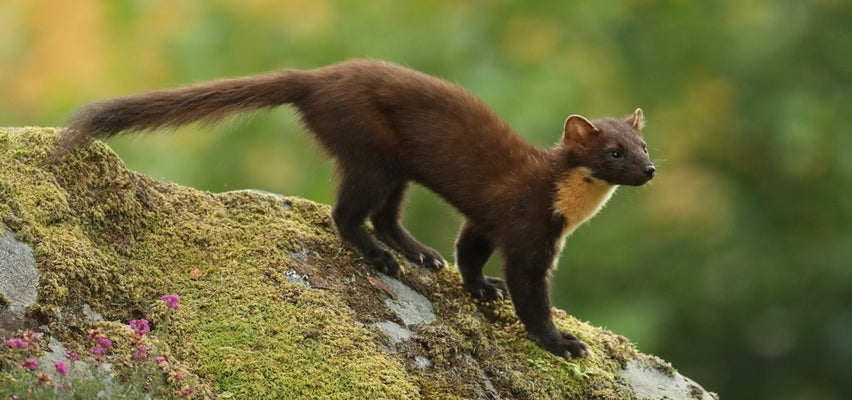 Tracking down elusive pine martens for a new painting