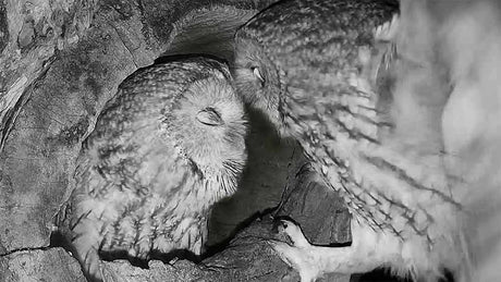 Film | Tawny owls get ready to lay eggs | Luna & Bomber