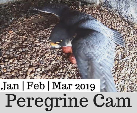 Peregrine Nest Camera | A New Clutch Of Eggs At Salt End