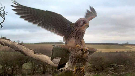 Film | Kestrel mates with new male | Jenny