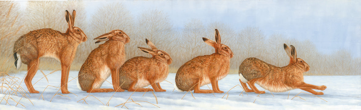 Following Hares Through Christmas Snow for New Paintings