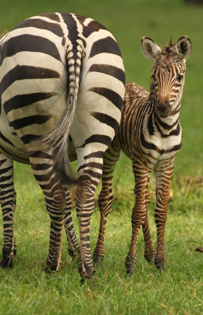 Foal-tastic Zebra!