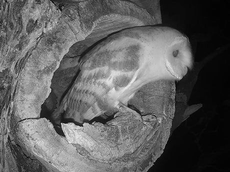 Film | Barn owl's first moments outside the nest | Gylfie & Dryer