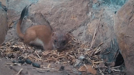 Film | Sweet Stoat Discovers My Secret Nest | Stoats & Weasels