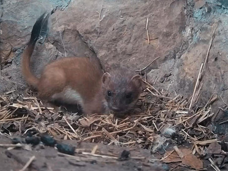 a stoat caught on hidden cameras exploring secret nest built by artist Robert E Fuller