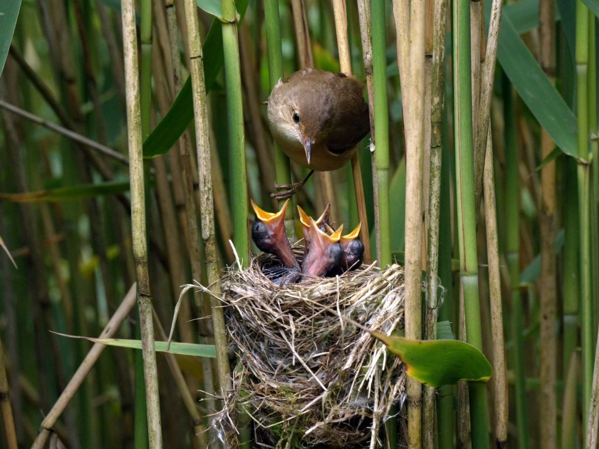 Tiny reed warblers tricked into raising cuckoo chick 5 times their size