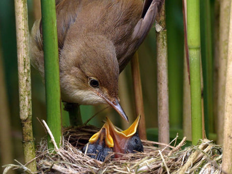 Watching reed warblers: from skilful nest builds to chicks' first flights