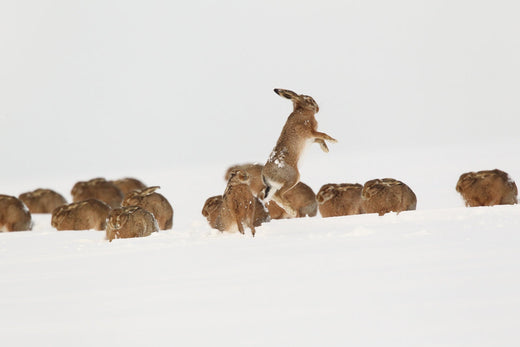 hares boxing in snow