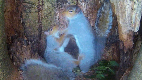 Film | Squabbling grey squirrels | Discover wildlife