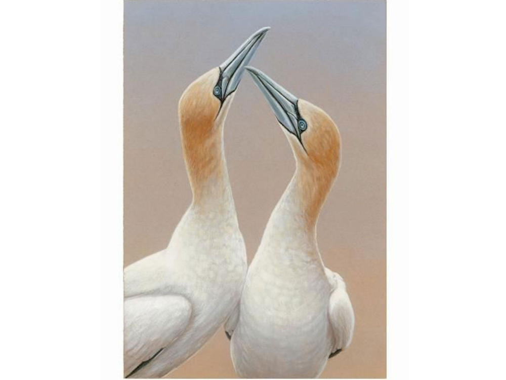 Gannets-Sky-Pointing-Christmas