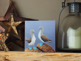 1000-x-750-Blue-Footed-Boobie-Shelf-Lifestyle