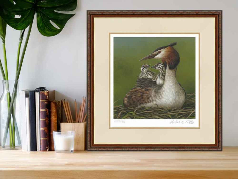 1000x750-Great-Creseted-Grebe-With-Chicks-Desk