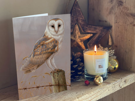 1000x750-Inquisitive-barn-owl-xmas-shelf-IMG_2308