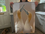 1000x750-gannets-teatowel-hands-IMG_2719