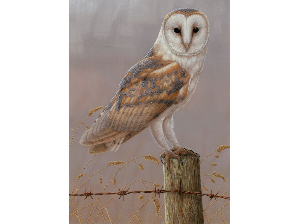 1000x750-inquisitive-barn-owl-xmas-card-against-white-Untitled-1