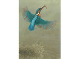 1000x750-kingfisher-splash-xmas-card-against-white-Untitled-1