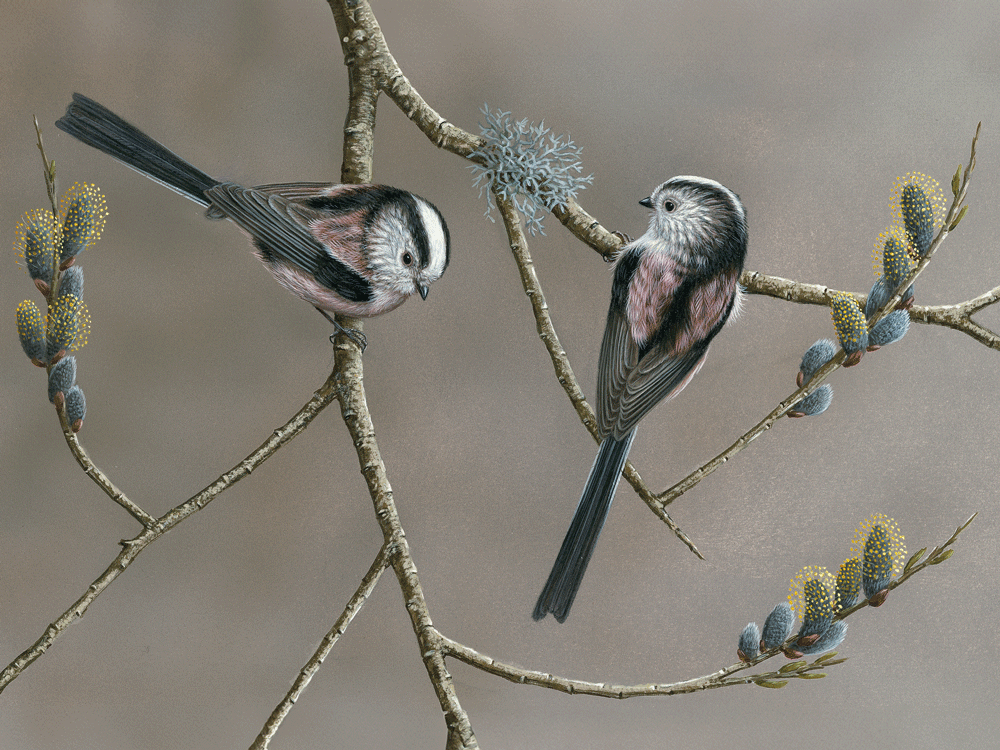 Mésange à longue queue sur un saule pleureur | Carte individuelle | Vers de Noël