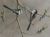 Long Tailed Tit on Pussy Willow | Pack of 5 Christmas cards