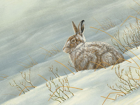 1000x750-mountain-hare-xmas-card-against-white-Untitled-1