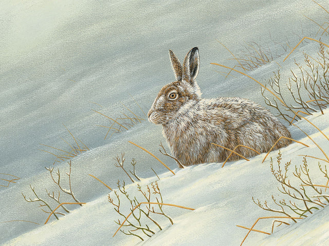 1000x750-mountain-hare-xmas-card-against-white-Untitled-1