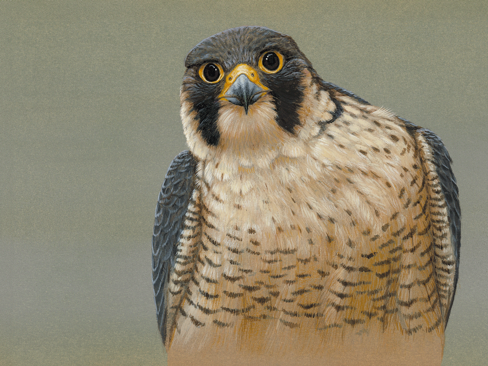 Peregrine Portrait | Pack of 5 Christmas cards