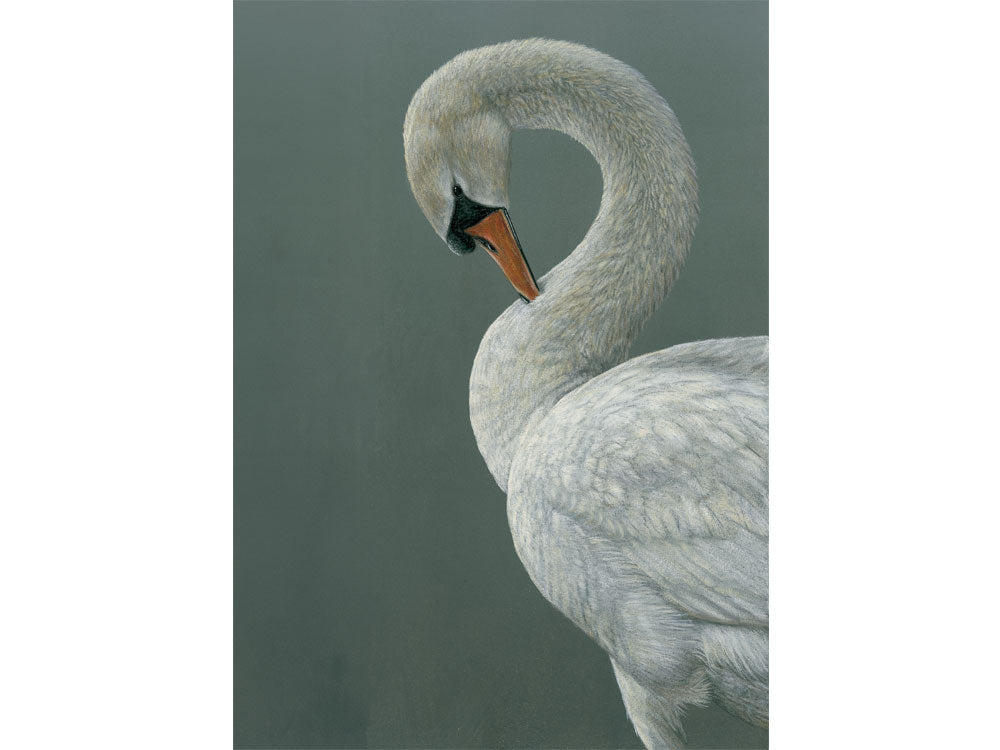 1000x750-preening-swan-xmas-card-against-white-Untitled-1