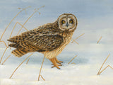 1000x750-short-eared-owl-xmas-card-against-white-Untitled-1