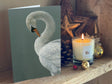 1000x750_Preening-Swan-shelf-IMG_2308-copy