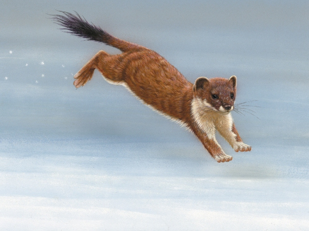 christmas-snow-stoat