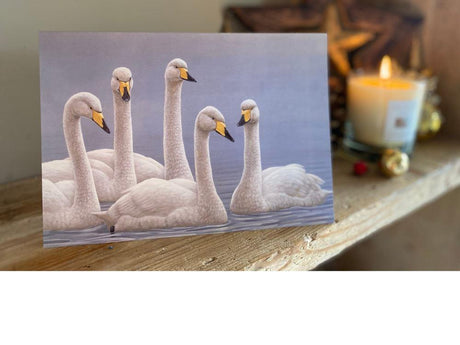 christmas-whooper-swans-lifestyle