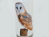 water-bottle-barn-owl-close-up