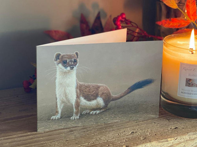 small-blank-greetings-card-stoat-on-alert