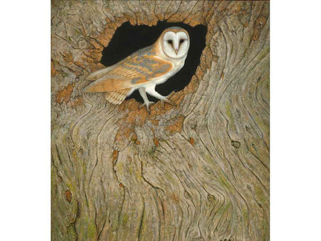 6x6-Barn-Owl-Elm-Stump