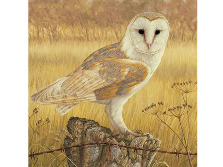 6x6-Barn-owl-Rest