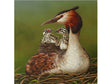 6x6-Grebe_and_chicks