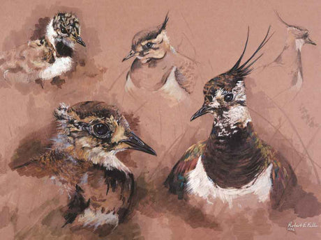 A-Lapwing-Study